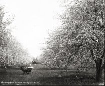 Bell Marguerite Orchard, 1911